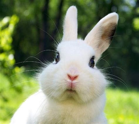銀主命意思 家裡養兔子好嗎